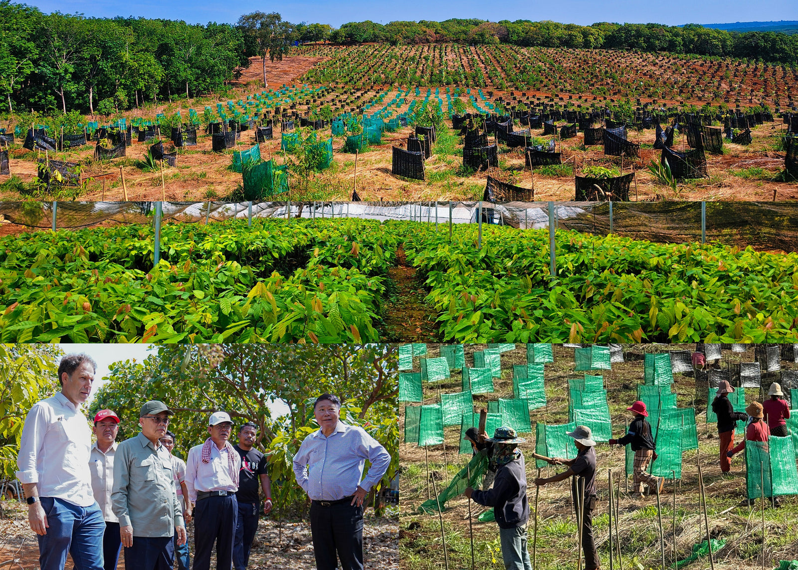 One Million Cocoa Trees: Growing an Industry That Didn't Exist