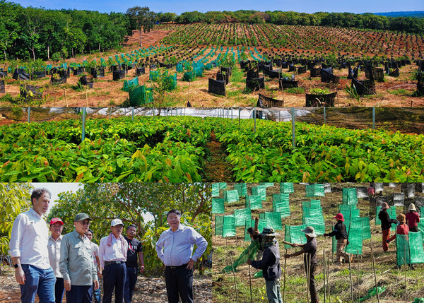 One Million Cocoa Trees: Growing an Industry That Didn't Exist