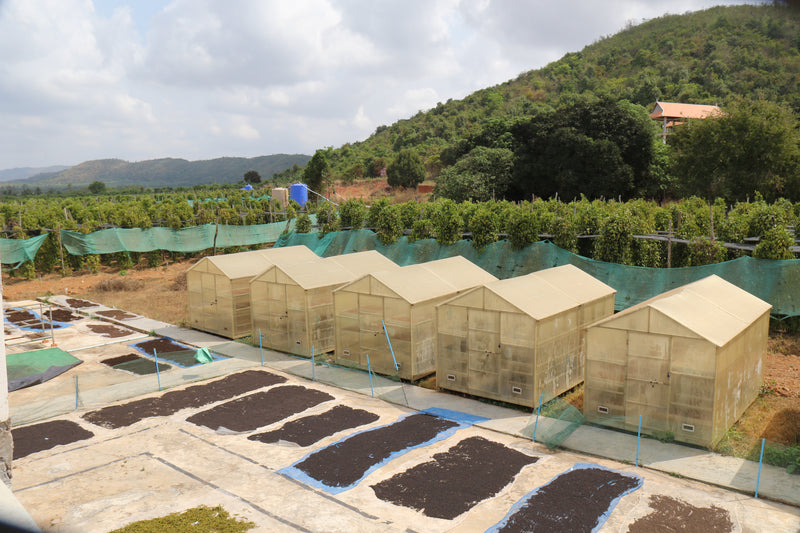 Kampot pepper drying on trays in front of processing sheds at a Confirel plantation