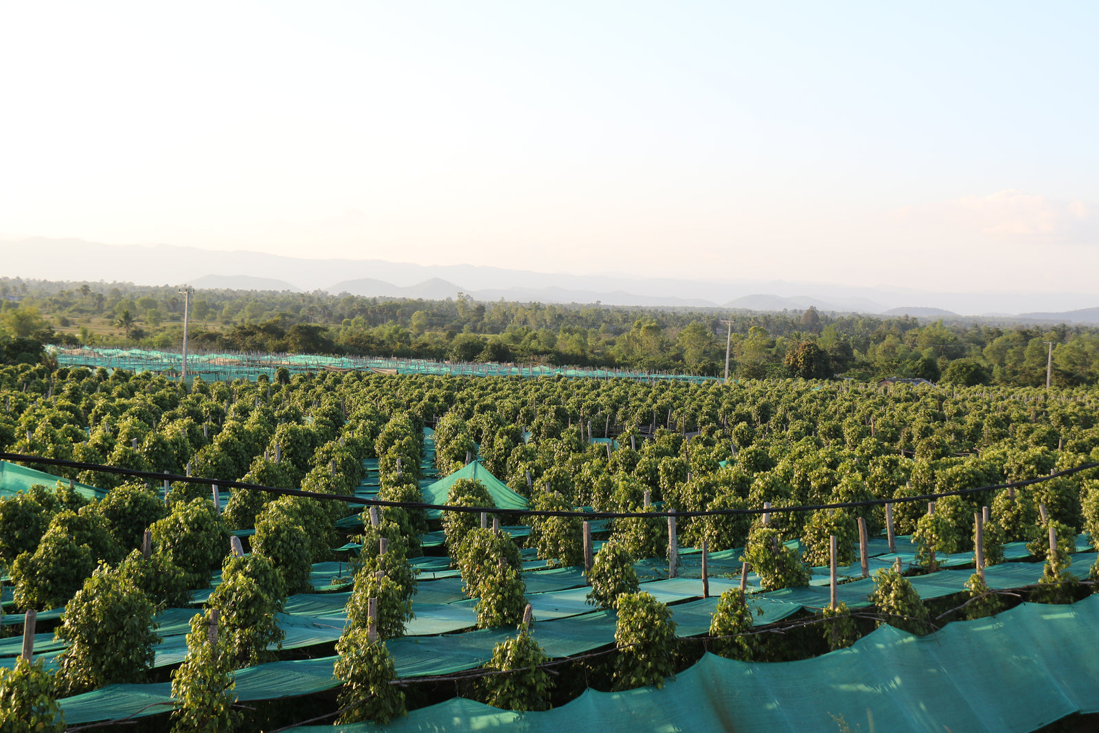 Kampot Pepper