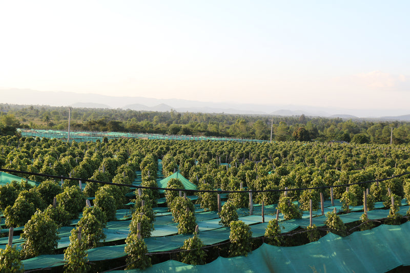Kampot Pepper
