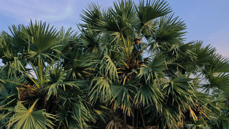 Kampong Speu Palm Sugar
