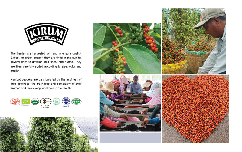 Kampot pepper harvesting, drying and sorting process, illustrated with certification marks
