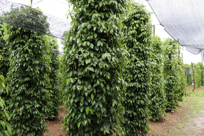 Kampot pepper vines trained on poles under shade netting at a Confirel plantation