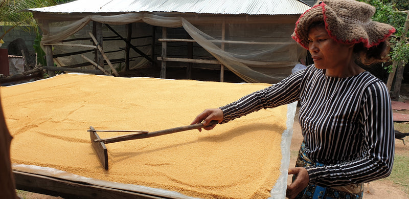 Producer raking granulated palm sugar as it cools and dries