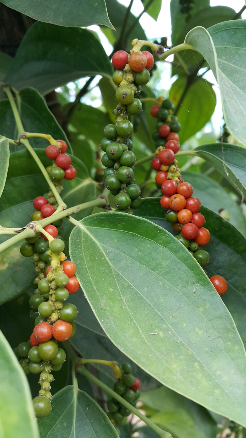 Kampot pepper berries at green and red ripeness ripening on the vine
