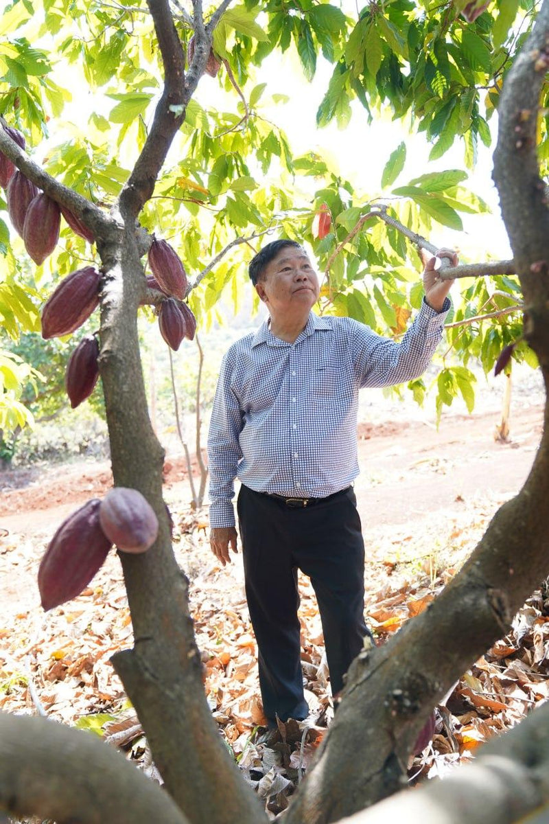 Confirel's founder in the Ratanakiri cacao plantation