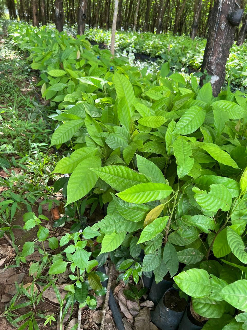 Young cacao seedlings in the Ratanakiri nursery