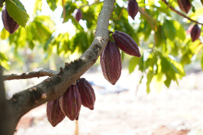 Ripening cacao pods hanging from a branch at the Ratanakiri plantation