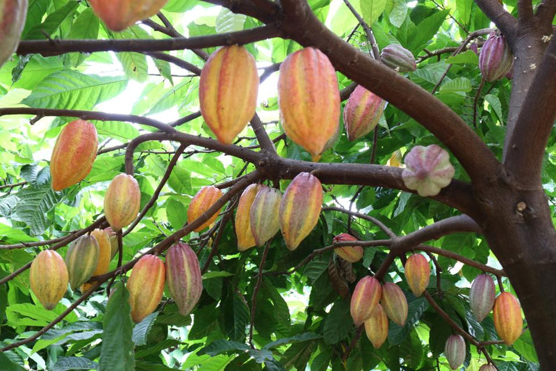 Cacao pods ripening on the tree at the Ratanakiri plantation