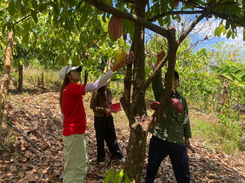 Confirel team inspecting and harvesting cacao pods in Ratanakiri